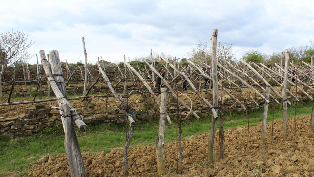 Ogled primerov dobrih praks: kamniti vinograd, najstarejši v Evropi